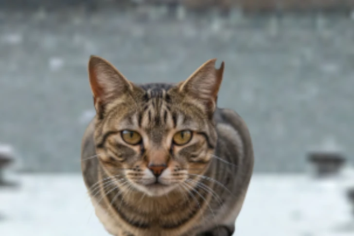 桜耳の猫のイメージ画像。