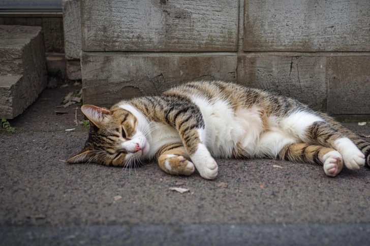 猛暑の路上で倒れていた1匹の野良猫のイメージ画像