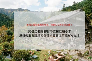 50匹の未来を潰した不透明な真実。収支報告のない保護猫活動に寄付するな。アイキャッチ画像