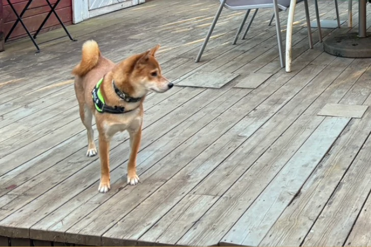 ペットショップで出会った一頭の柴犬きなこちゃんの画像