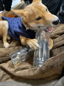 山口さんの家族になった柴犬のきなこ（2）