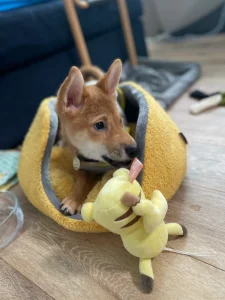 山口さんの家族になった柴犬のきなこ（1）
