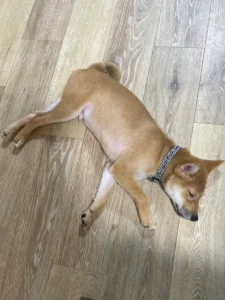 山口さんの家族になった柴犬のきなこ（3）