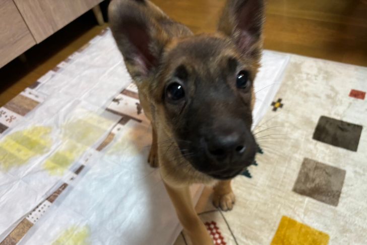 愛護センターから引き出された野犬の子、くるみちゃんの画像