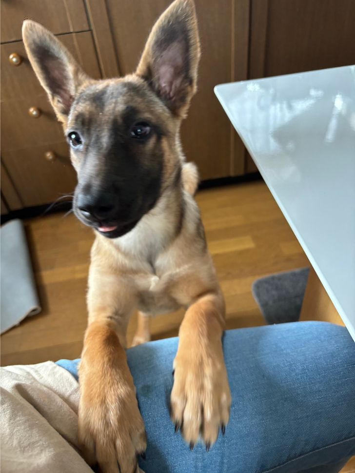 愛護センターから引き出された野犬の子、くるみちゃんの画像2