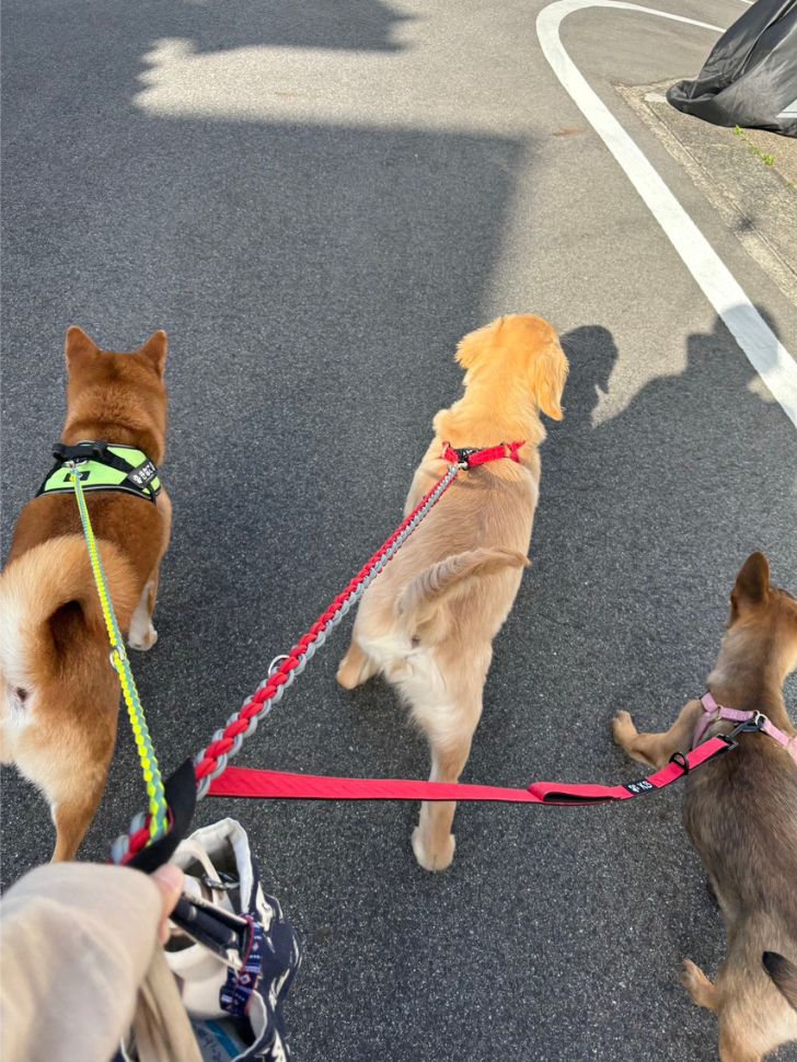 きなことこはくくるみ