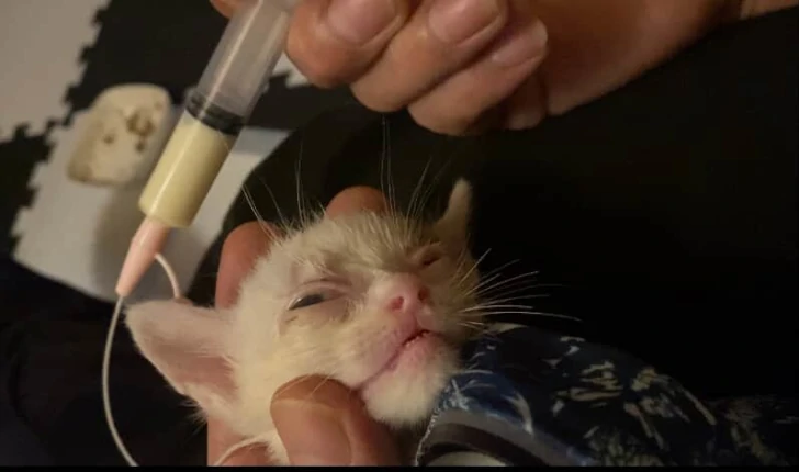 カテーテルで子猫の命をつなぐミルクをのませている画像