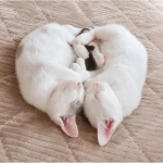 猫人さんアイコン