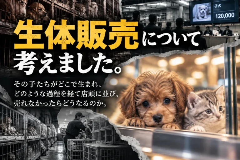 ペットショップの生体販売を調べて分かったこと。繁殖・流通・売れ残りの現実を知り考える。アイキャッチ画像。